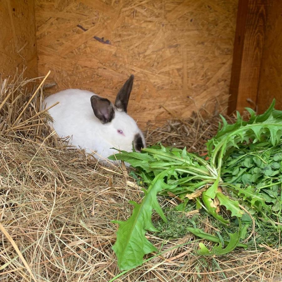 Agro Na Wapniarni Villa Biala  Eksteriør billede