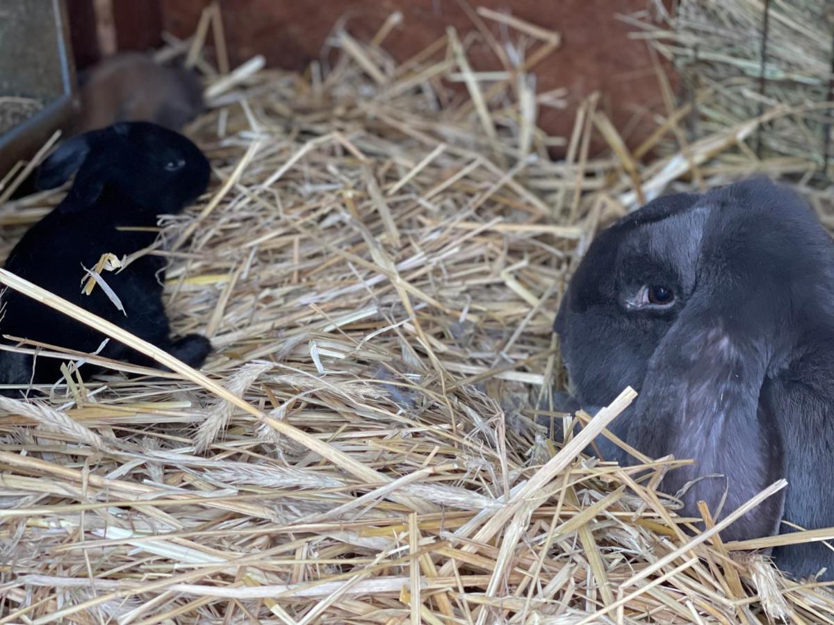Agro Na Wapniarni Villa Biala  Eksteriør billede